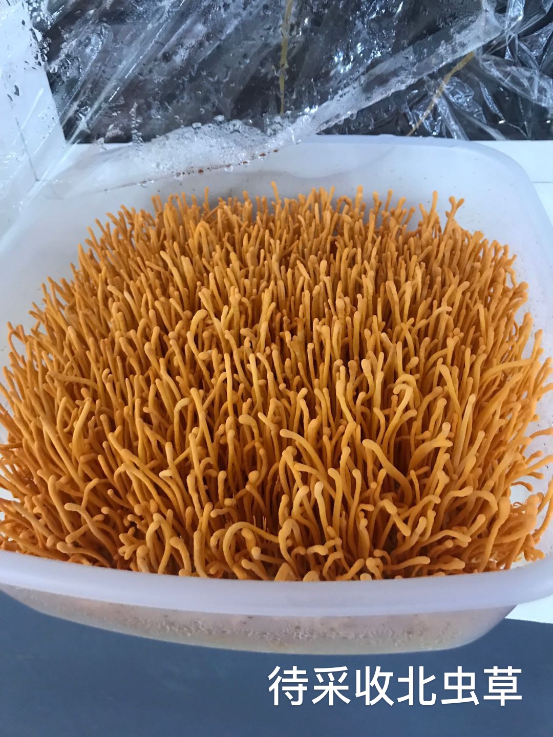 待采收嘉致北虫草