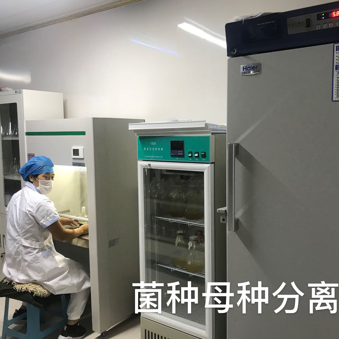菌种母钟分离