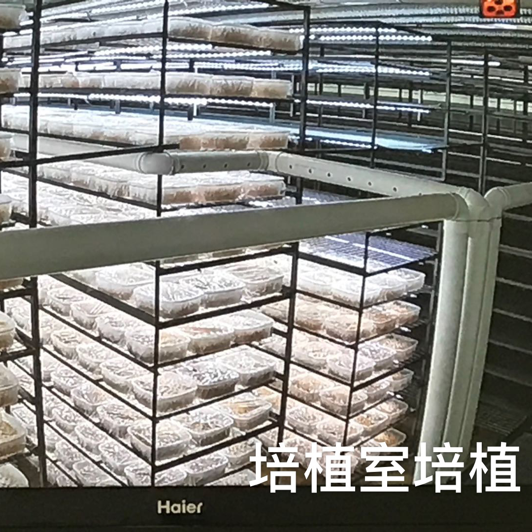培植室培植