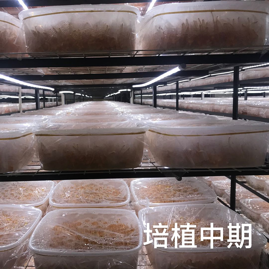 培植中期