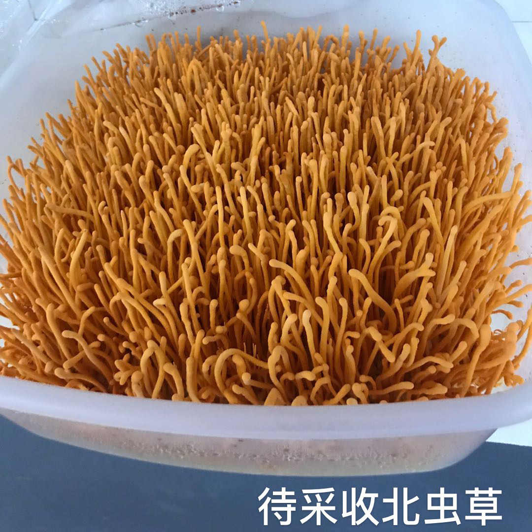 待采收北虫草